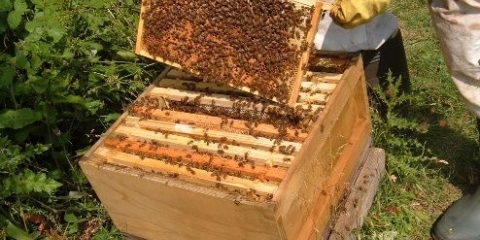 Kako se brinuti o pčelama